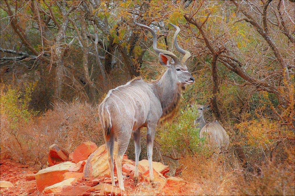 Mabalingwe Uzuri Lodge Бела Бела Екстериор снимка